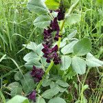 Vicia serratifolia Lorea
