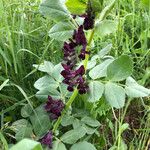 Vicia serratifolia Blomma