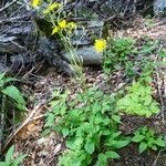 Hieracium murorum आदत