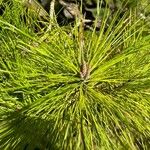 Pinus radiata Kvet