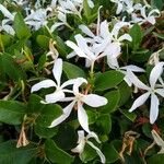 Carissa macrocarpa Kwiat