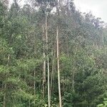 Eucalyptus parvula Corteza