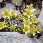 Saxifraga muscoides Fula