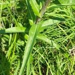 Lactuca canadensis Blatt