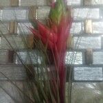 Tillandsia punctulata Flor