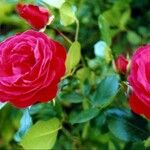 Rosa lucieae फूल