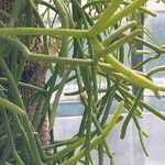 Rhipsalis floccosa Leaf