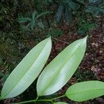 Guatteria conspicua Blatt