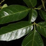 Serjania membranacea Лист