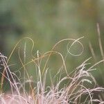 Stipa capillata برگ