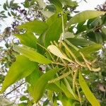 Acacia auriculiformis Fuelha