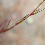 Sabulina tenuifolia برگ