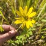 Silphium integrifolium ফুল