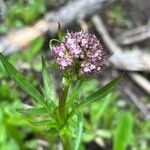 Valeriana acutiloba Çiçek