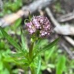 Valeriana acutiloba 花