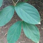 Congea tomentosa Hoja