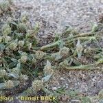 Crypsis schoenoides Hábito