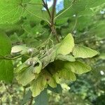 Acer campestre Vrucht