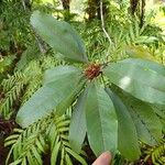 Pittosporum cherrieri Leaf