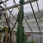 Euphorbia ingens Habitus