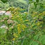 Solidago rugosaFlower