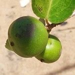 Flacourtia indica Fruit