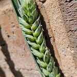 Triticum aestivum 果