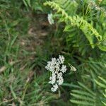 Conopodium majusFlower