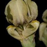 Iris imbricata Flor