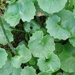 Doronicum columnae Hoja