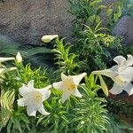 Lilium longiflorum Blüte