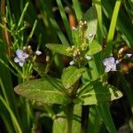 Veronica americana Habitat