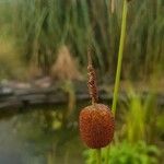 Typha minima Blüte