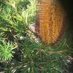 Banksia spinulosa Φύλλο