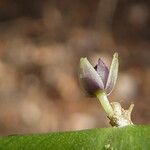 Ruscus aculeatus Flower