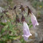 Lepechinia ganderi Flower