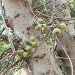 Ficus hispida Fruto