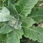 Verbascum phlomoidesFrunză