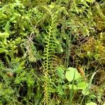 Blechnum spicant Hostoa