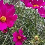 Cosmos bipinnatus Flower