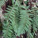 Polystichum polyblepharum Hoja