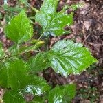 Crataegus mollis Leaf