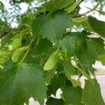 Tilia mongolica 葉