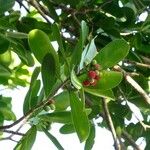 Canella winterana Fruit