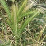 Hordeum murinumЛисток