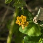 Medicago arabicaFlower