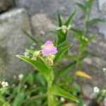 Murdannia nudiflora Blüte