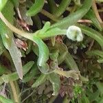 Mesembryanthemum nodiflorum Hoja