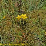 Saxifraga hirculus Natur