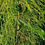 Equisetum sylvaticum Leaf